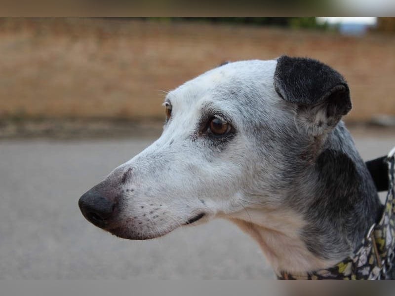 Wunderschöne PRIMERA-sanft, menschenbezogen, sozial, ruhig, angenehm wartet auf ihre 2. Chance