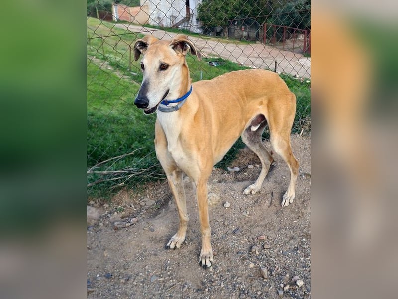 Traumgalgo CANUTO- hatte bisher eine tolle Familie, sucht leider ein neues Zuhause