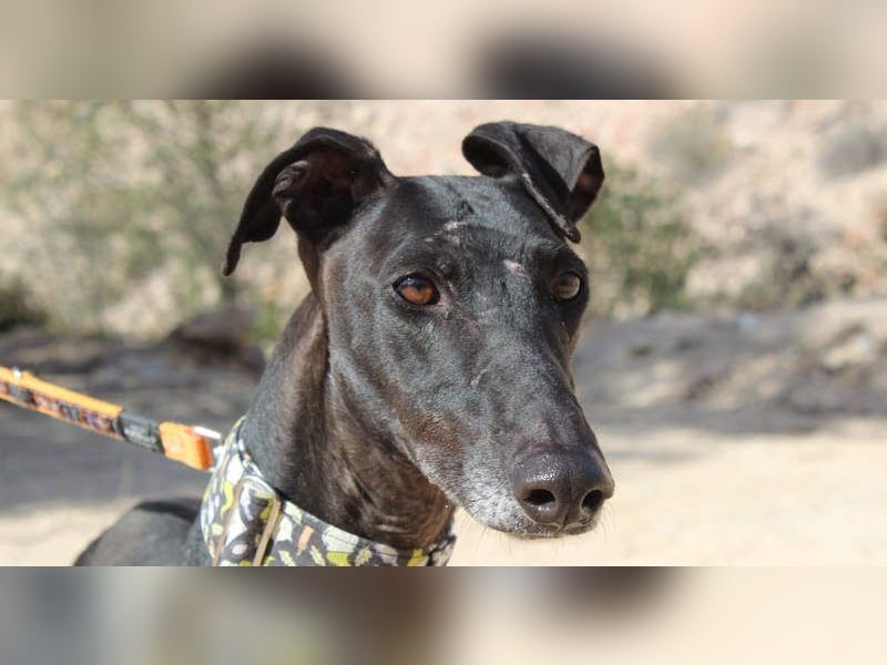JACK- junger, beeindruckender Galgo sucht liebevolle Für-immer-Heimat