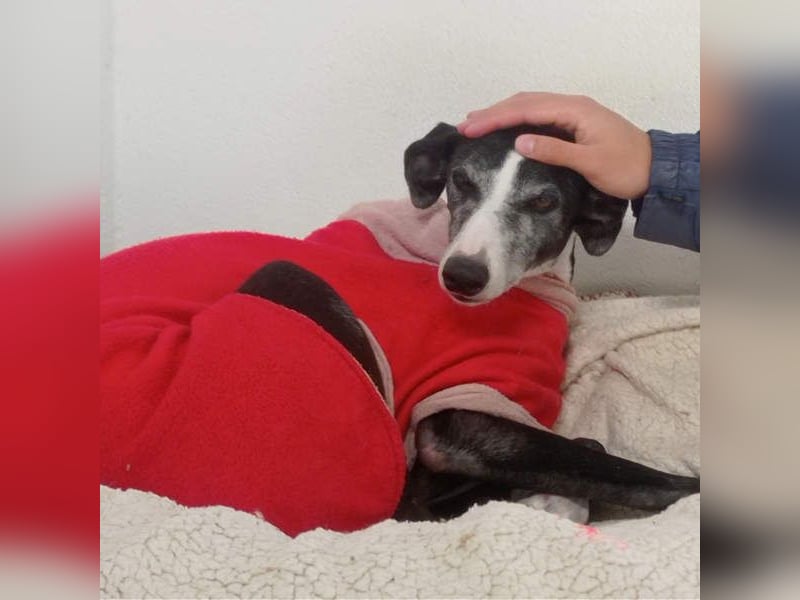 NAVARRA-schüchterne Galga auf der Suche nach Liebe und Geborgenheit