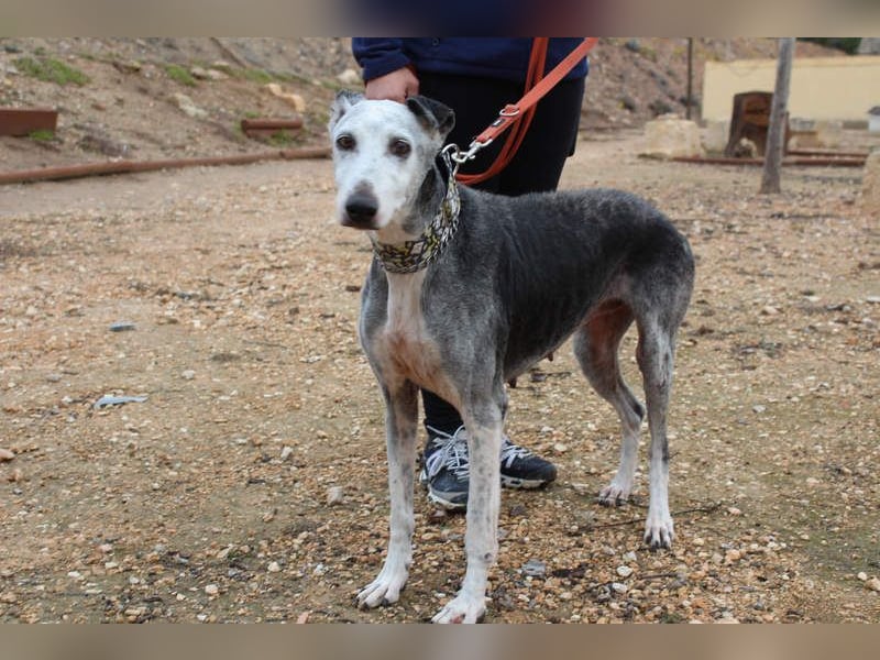 Wunderschöne PRIMERA-sanft, menschenbezogen, sozial, ruhig, angenehm wartet auf ihre 2. Chance