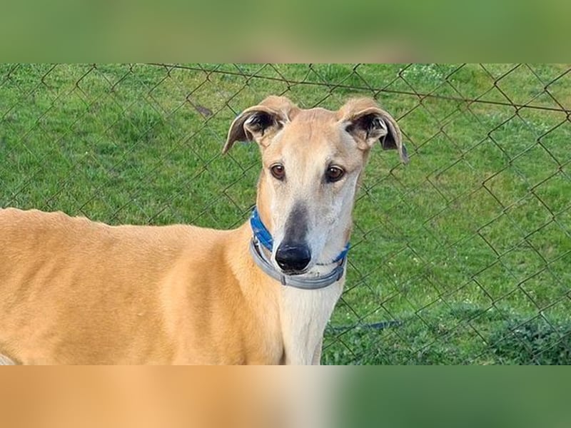 Traumgalgo CANUTO- hatte bisher eine tolle Familie, sucht leider ein neues Zuhause