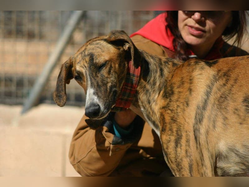 Wundervoller FITO-verspielt, menschschnfreundlich will endlich ein liebevolles Für-immer-Zuhause