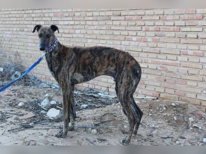 ESTEBAN-sozialer, angenehmer Hundepartner sucht sehnsüchtig liebevolles Zuhause