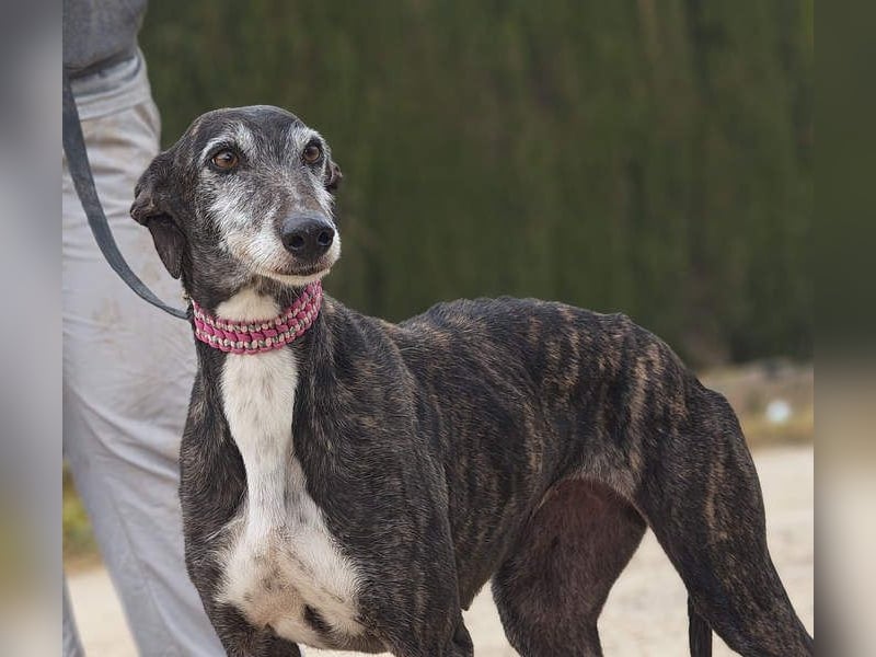 Zauberhafte LARA- sanft, überaus zutraullich erobert sie alle Herzen. Auch deines?