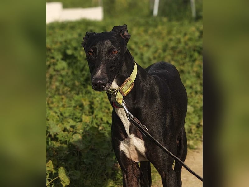 FABIO-schwarze Schönheit mit seelenvollem Blick sucht liebevolles Für-immer-Zuhause