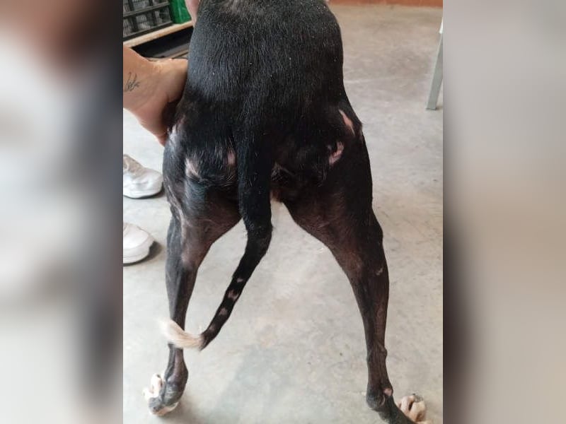 NAVARRA-schüchterne Galga auf der Suche nach Liebe und Geborgenheit