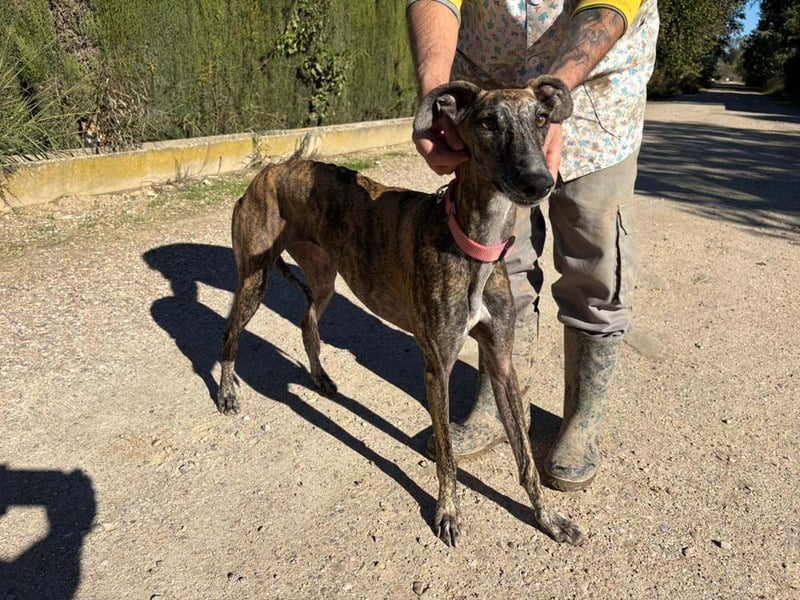 Alam wartet in 5210 Windisch, Schweiz auf dich