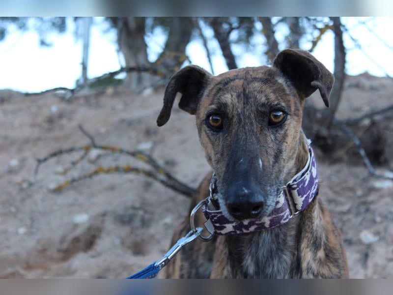 ESTEBAN-sozialer, angenehmer Hundepartner sucht sehnsüchtig liebevolles Zuhause