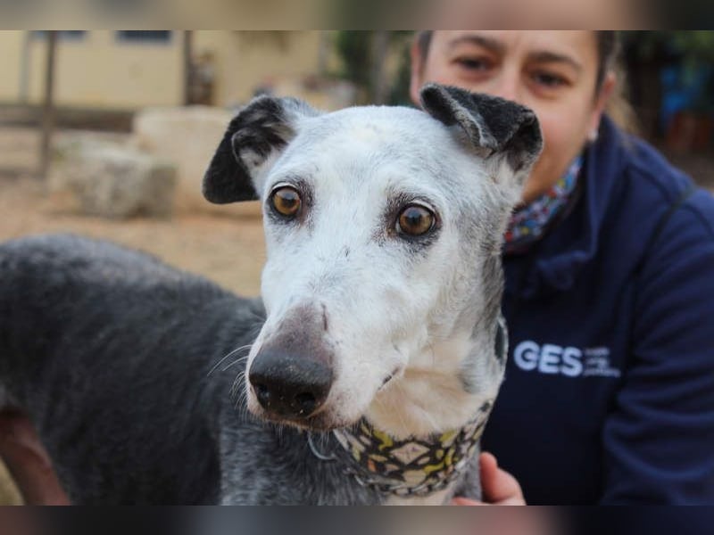 Wunderschöne PRIMERA-sanft, menschenbezogen, sozial, ruhig, angenehm wartet auf ihre 2. Chance