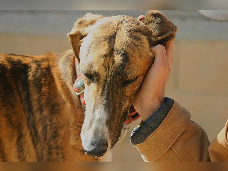 Wundervoller FITO-verspielt, menschschnfreundlich will endlich ein liebevolles Für-immer-Zuhause