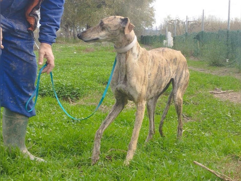 Süße CARIOCA-wartet sehnsüchtig auf ihr liebevolles Für-immer-Zuhause