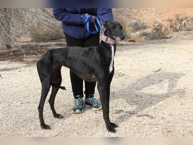 Wunderschöne ALEGRA- sensible, feinfühlige, sanfte Hundeseele sucht schönes Zuhause