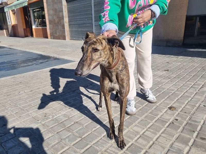 SAKIRA- ist super gesellig, hat immer gute Laune, ist sehr anhänglich.ihr fehlt nur Zuhause