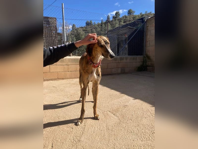 Wundervoller FITO-verspielt, menschschnfreundlich will endlich ein liebevolles Für-immer-Zuhause