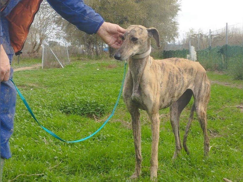 Süße CARIOCA-wartet sehnsüchtig auf ihr liebevolles Für-immer-Zuhause
