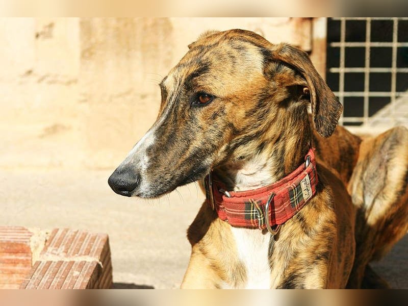 Wundervoller FITO-verspielt, menschschnfreundlich will endlich ein liebevolles Für-immer-Zuhause