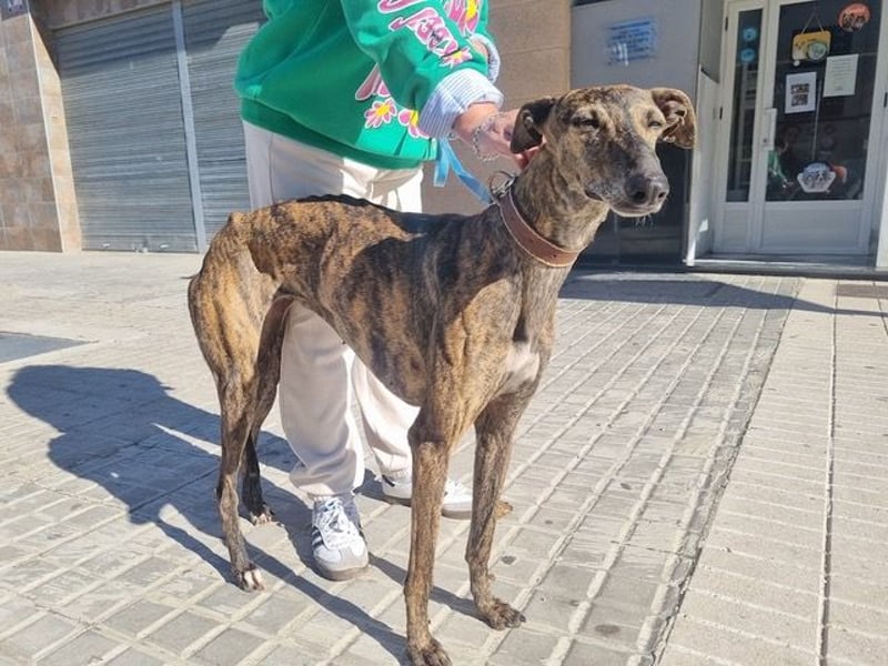 SAKIRA- ist super gesellig, hat immer gute Laune, ist sehr anhänglich.ihr fehlt nur Zuhause