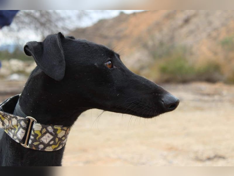 LUCERO-süsser, sanfter, lieber Galgo, offen, menschenbezogen sucht sein liebevolles Zuhause