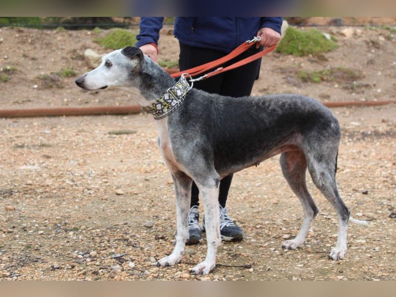 Wunderschöne PRIMERA-sanft, menschenbezogen, sozial, ruhig, angenehm wartet auf ihre 2. Chance