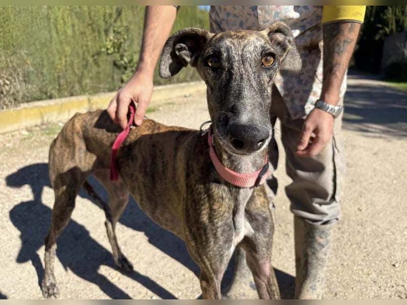 Alam wartet in 5210 Windisch, Schweiz auf dich