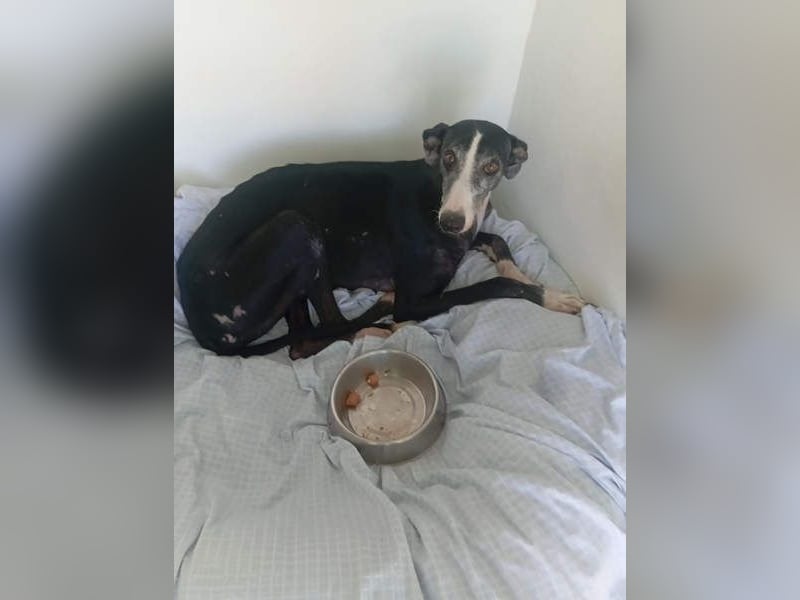 NAVARRA-schüchterne Galga auf der Suche nach Liebe und Geborgenheit