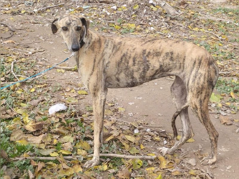 Süße CARIOCA-wartet sehnsüchtig auf ihr liebevolles Für-immer-Zuhause