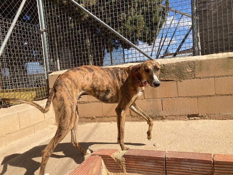 Wundervoller FITO-verspielt, menschschnfreundlich will endlich ein liebevolles Für-immer-Zuhause