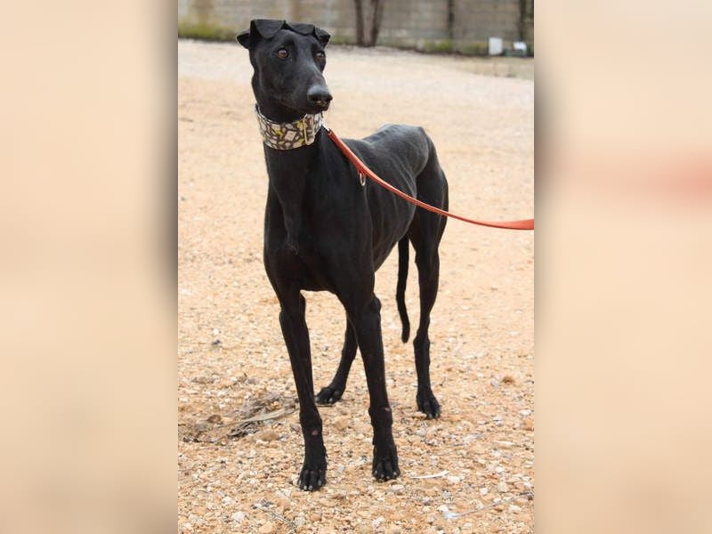 LUCERO-süsser, sanfter, lieber Galgo, offen, menschenbezogen sucht sein liebevolles Zuhause