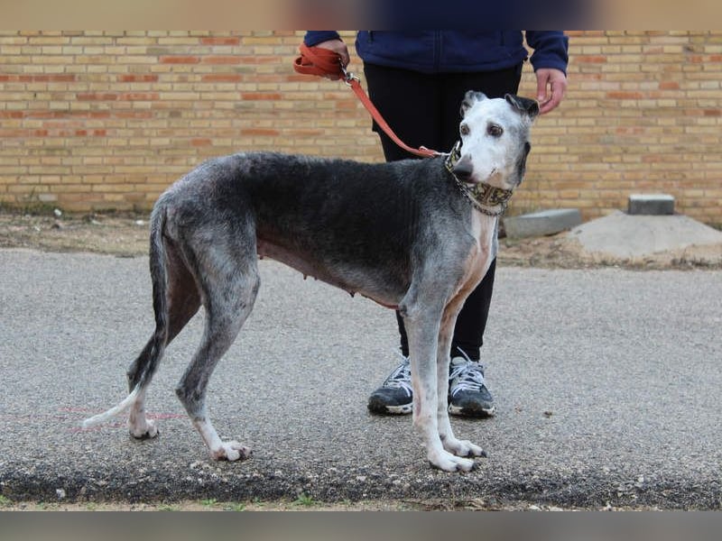 Wunderschöne PRIMERA-sanft, menschenbezogen, sozial, ruhig, angenehm wartet auf ihre 2. Chance