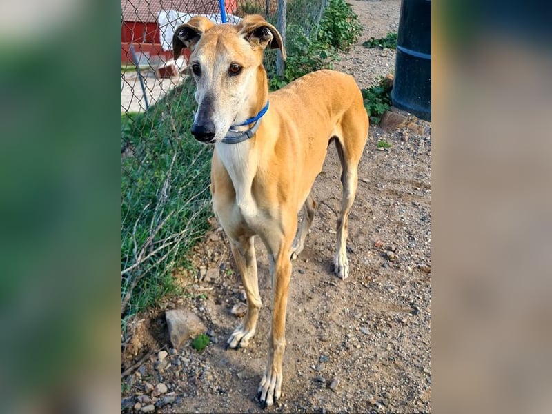 Traumgalgo CANUTO- hatte bisher eine tolle Familie, sucht leider ein neues Zuhause