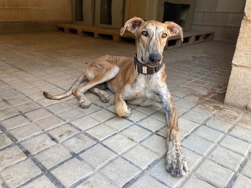 TIGER-sanfter Galgo, voller Lebensfreude und Energie, aber auch mit ruhiger Seite, verschmust, sanft