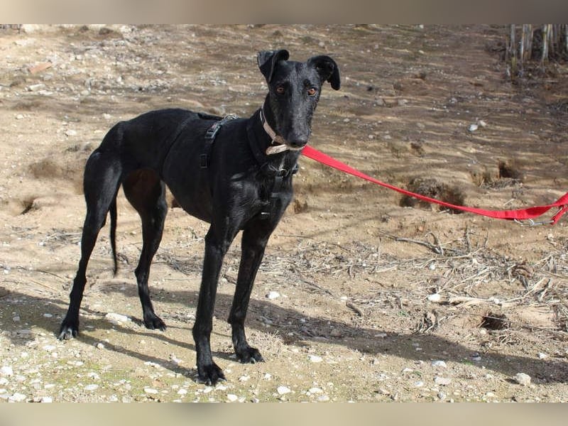Wunderschöne MULATA-freundlich, ausgeglichen, menschenbezogen sucht ihre liebevolle Heimat