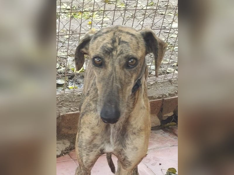 Süße CARIOCA-wartet sehnsüchtig auf ihr liebevolles Für-immer-Zuhause