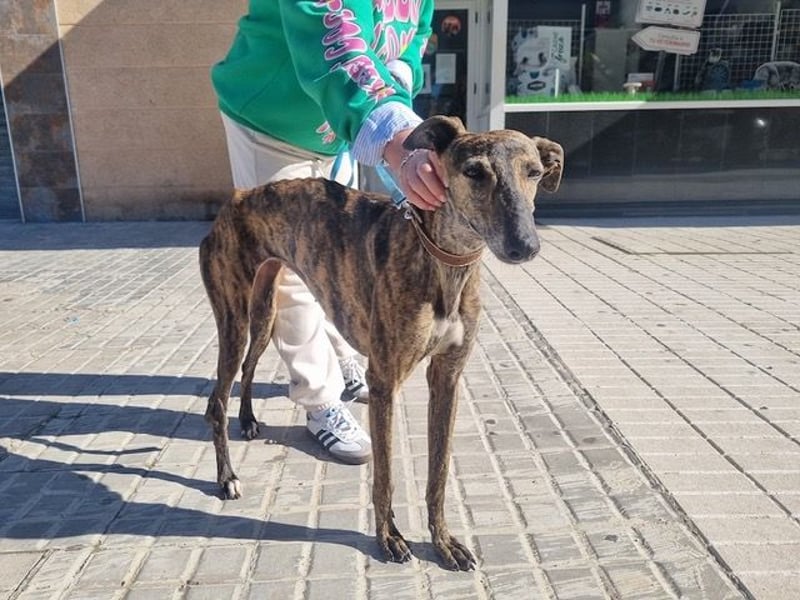 SAKIRA- ist super gesellig, hat immer gute Laune, ist sehr anhänglich.ihr fehlt nur Zuhause