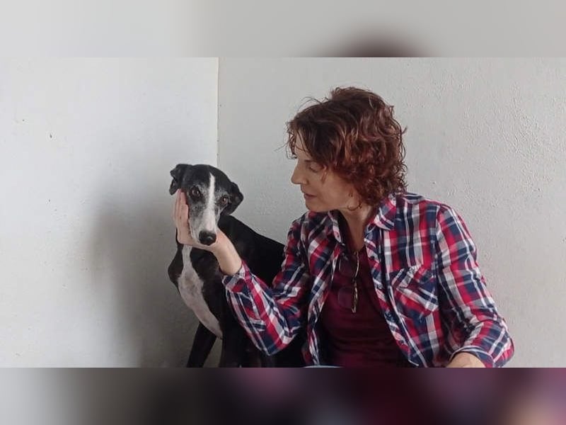 NAVARRA-schüchterne Galga auf der Suche nach Liebe und Geborgenheit