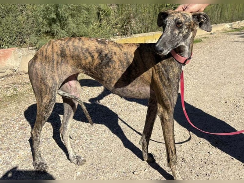 Alam wartet in 5210 Windisch, Schweiz auf dich