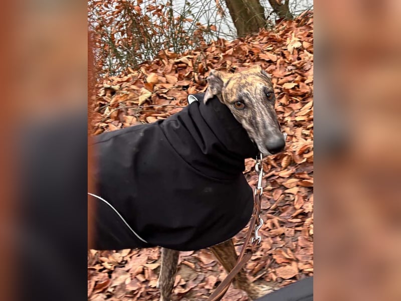 Alam wartet in 5210 Windisch, Schweiz auf dich