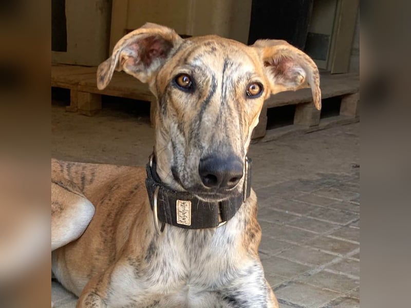 TIGER-sanfter Galgo, voller Lebensfreude und Energie, aber auch mit ruhiger Seite, verschmust, sanft