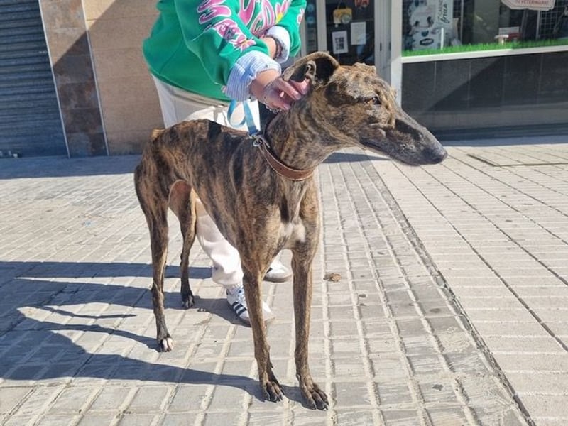 SAKIRA- ist super gesellig, hat immer gute Laune, ist sehr anhänglich.ihr fehlt nur Zuhause