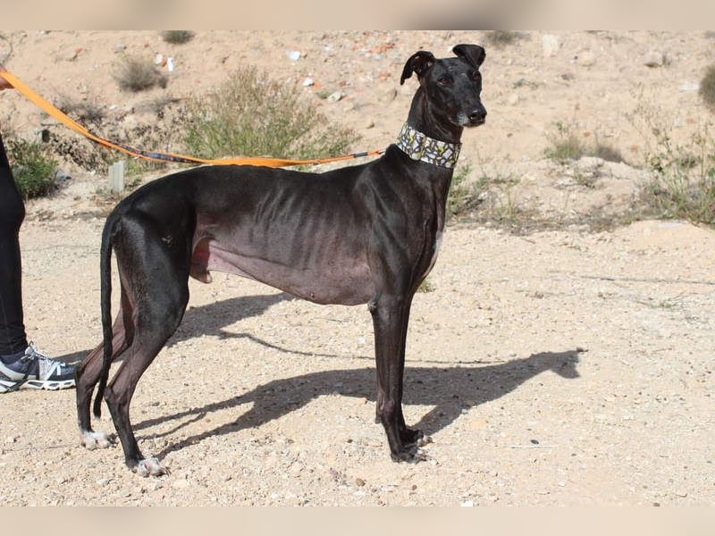 JACK- junger, beeindruckender Galgo sucht liebevolle Für-immer-Heimat