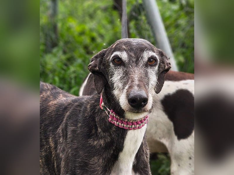 Zauberhafte LARA- sanft, überaus zutraullich erobert sie alle Herzen. Auch deines?