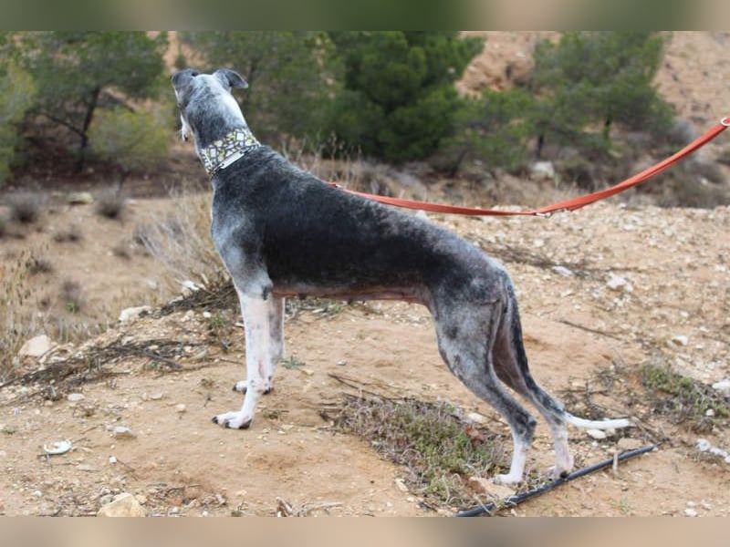 Wunderschöne PRIMERA-sanft, menschenbezogen, sozial, ruhig, angenehm wartet auf ihre 2. Chance