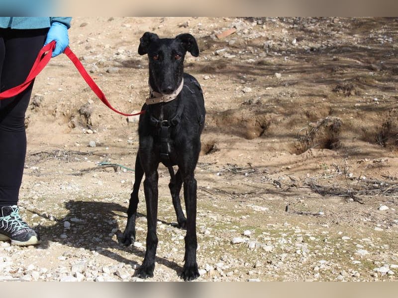 Wunderschöne MULATA-freundlich, ausgeglichen, menschenbezogen sucht ihre liebevolle Heimat