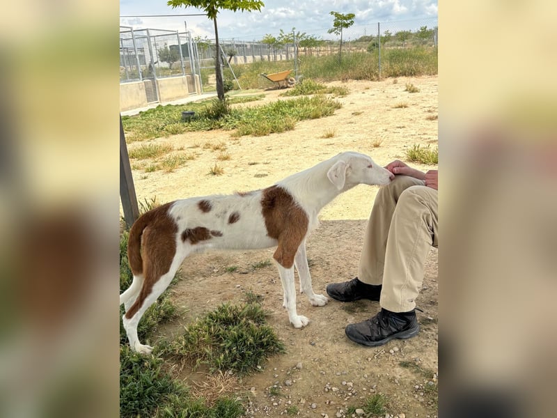 TEO- „Sensibler Hund sucht sensible Menschen“