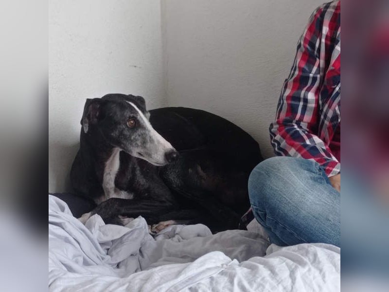 NAVARRA-schüchterne Galga auf der Suche nach Liebe und Geborgenheit