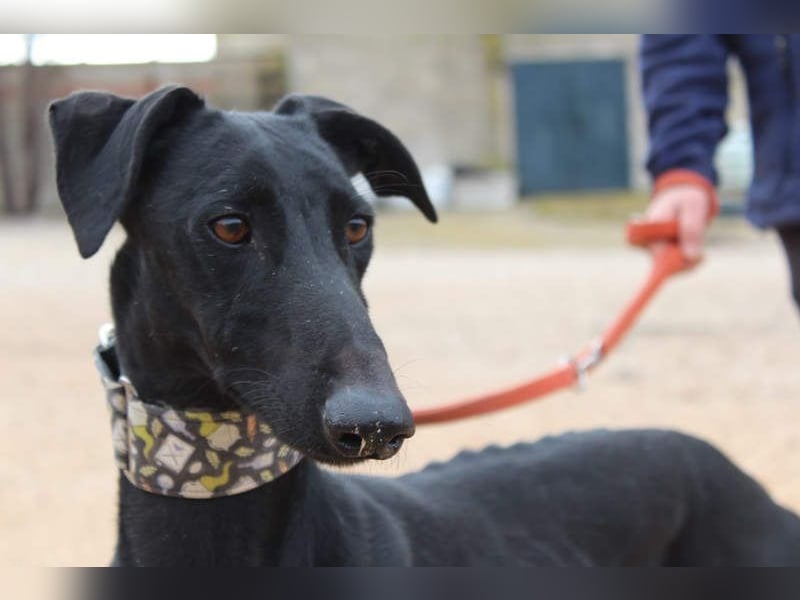 LUCERO-süsser, sanfter, lieber Galgo, offen, menschenbezogen sucht sein liebevolles Zuhause