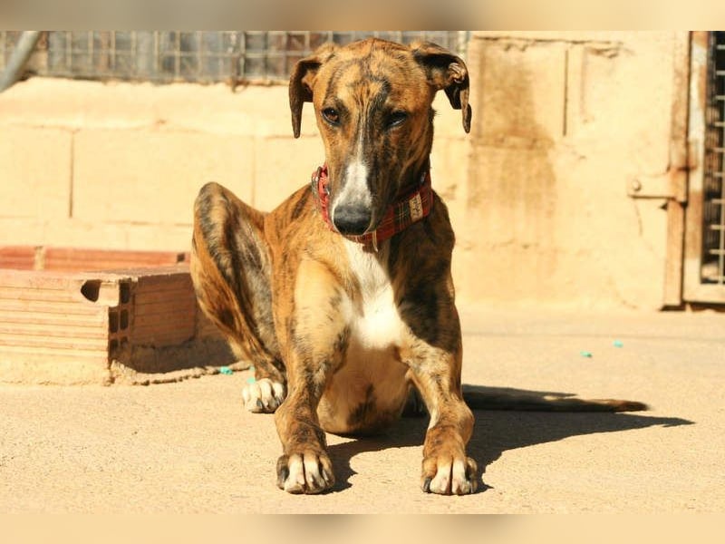 Wundervoller FITO-verspielt, menschschnfreundlich will endlich ein liebevolles Für-immer-Zuhause