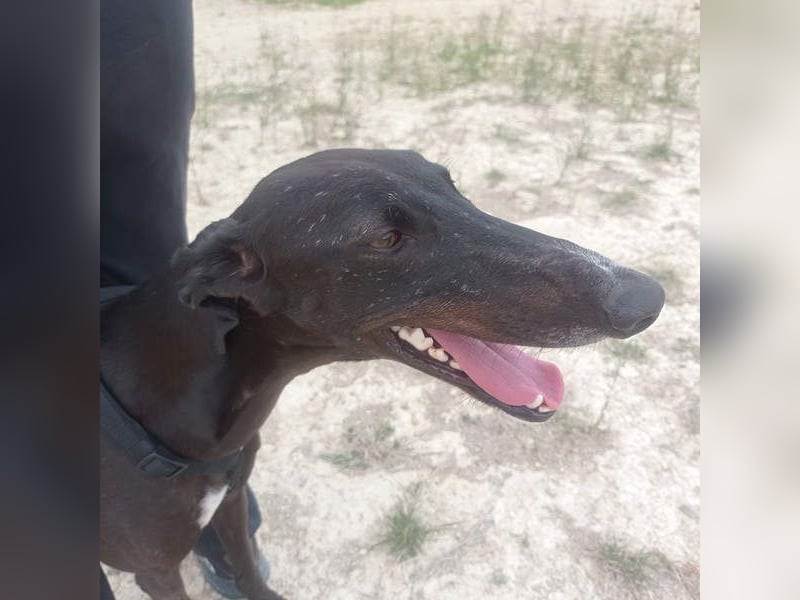 RASMIA-Lebensfreude pur sucht liebevolles, aktives Für-immer-Zuhause