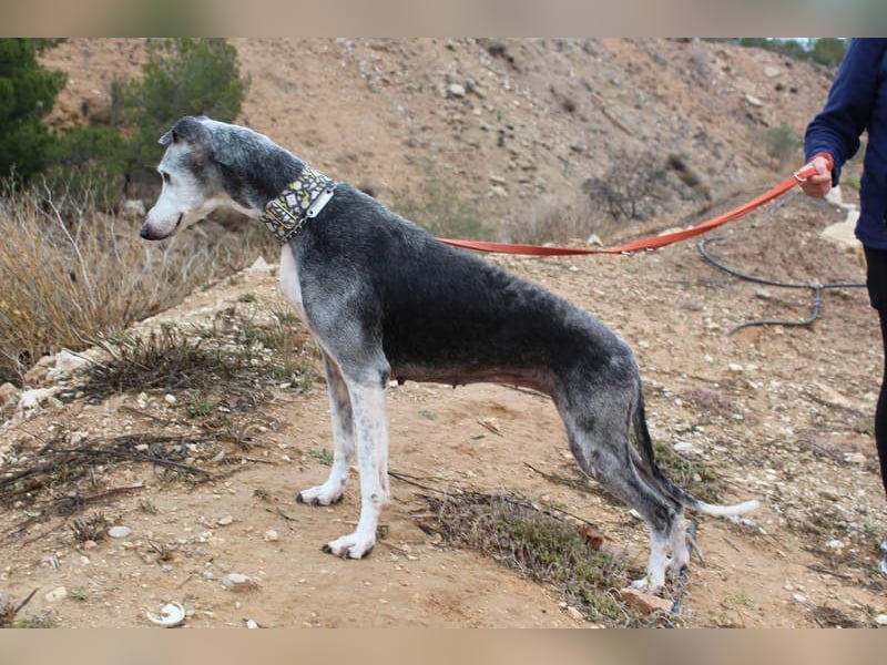 Wunderschöne PRIMERA-sanft, menschenbezogen, sozial, ruhig, angenehm wartet auf ihre 2. Chance